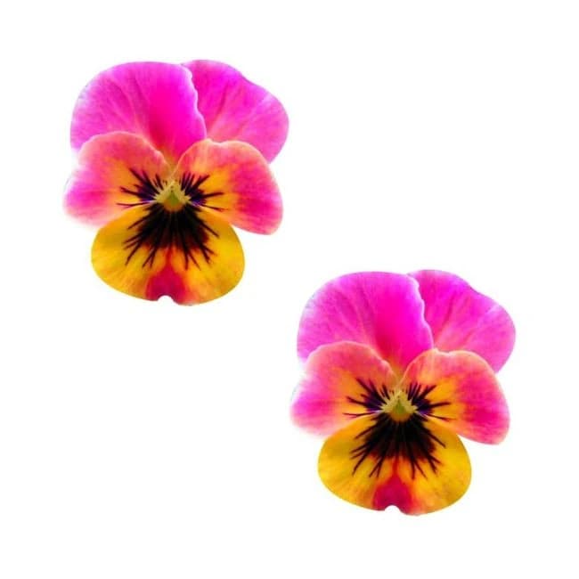Neva Nude Pasty Flower Pansy Pink - Image 1