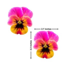 Neva Nude Pasty Flower Pansy Pink, image 3