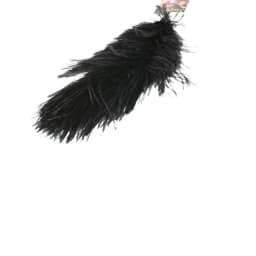Ostrich Feather, image 4