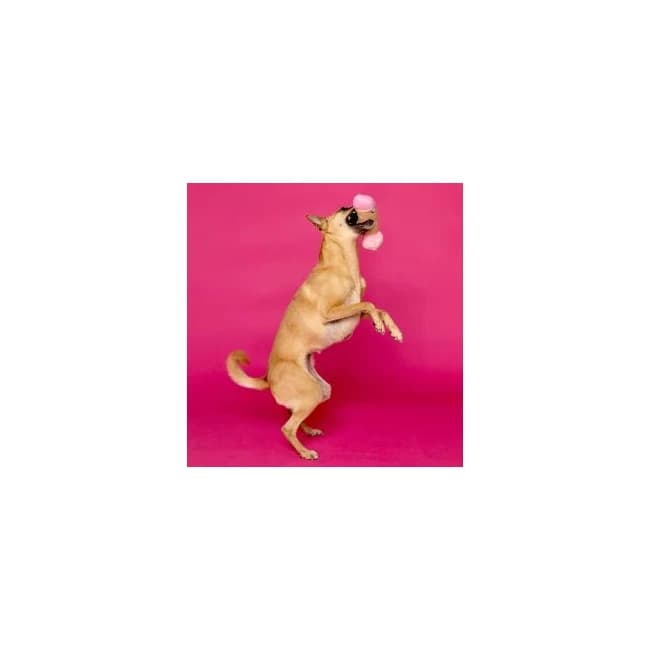 SCRUFFY PETER WOOFINGTON DOG TOY  - Image 1