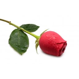 (d) Bloomgasm Wild Rose 10x Suction Clit - Image 8