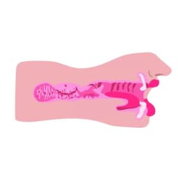 Sexflesh Sarahs Sexy Mout Stroker, image 4